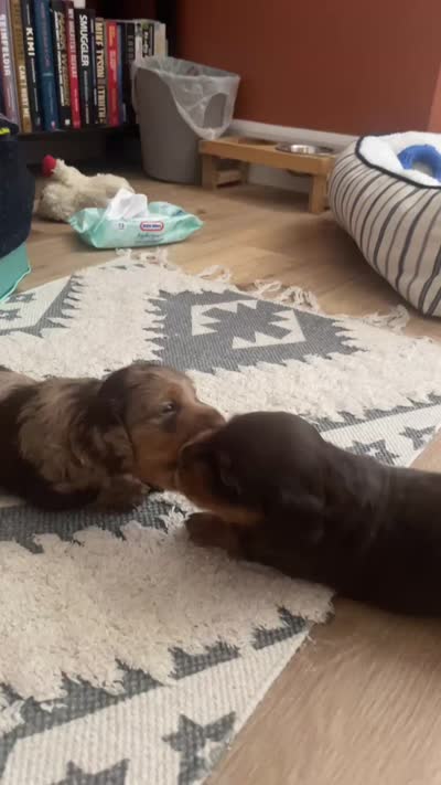 Mako, a male Miniature Dachshund for sale in Sun City, CA – 5 of 6