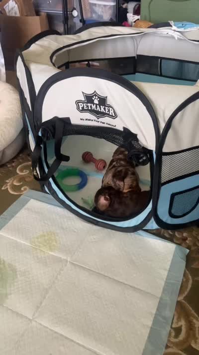 Mako, a male Miniature Dachshund for sale in Sun City, CA – 6 of 6