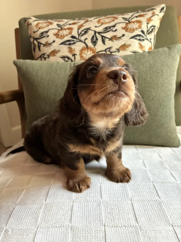 Hank – Miniature Dachshund puppy for sale in Sun City, CA