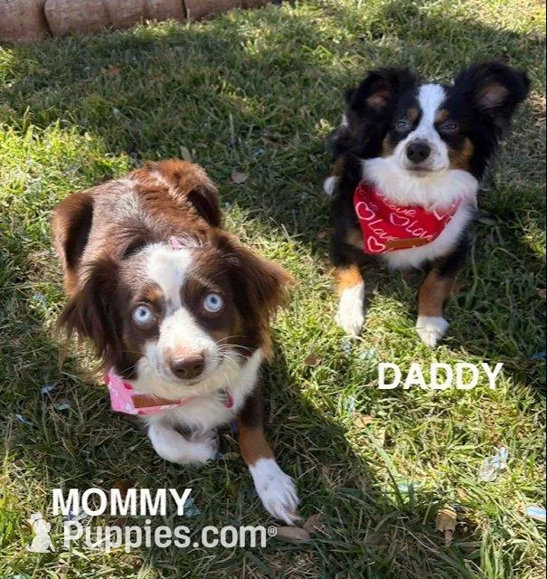 Maui, a male Toy Australian Shepherd for sale in Lubbock, TX – Photo 8 of 8