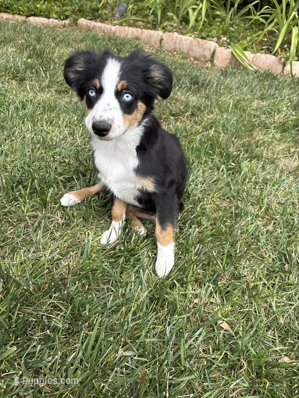 Mike – Toy Australian Shepherd puppy for sale in Lubbock, TX