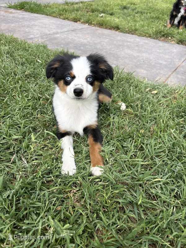 Maui – Toy Australian Shepherd puppy for sale in Lubbock, TX