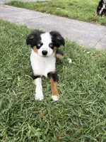 Maui, a male Toy Australian Shepherd for sale in Lubbock, TX – 1 of 9