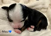 Maui, a male Toy Australian Shepherd for sale in Lubbock, TX – Photo 7 of 8