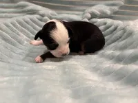 Maui, a male Toy Australian Shepherd for sale in Lubbock, TX – Photo 6 of 8