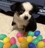 Maui, a male Toy Australian Shepherd for sale in Lubbock, TX – Photo 2 of 8