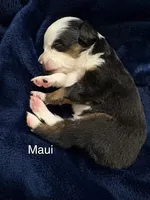 Maui, a male Toy Australian Shepherd for sale in Lubbock, TX – Photo 5 of 8