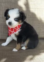 Maui, a male Toy Australian Shepherd for sale in Lubbock, TX – Photo 3 of 8