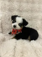 Maui, a male Toy Australian Shepherd for sale in Lubbock, TX – Photo 1 of 8