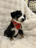 Mike, a male Toy Australian Shepherd for sale in Lubbock, TX – Photo 1 of 8