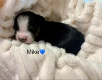 Mike, a male Toy Australian Shepherd for sale in Lubbock, TX – Photo 7 of 8