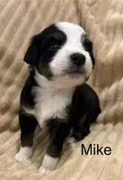 Mike, a male Toy Australian Shepherd for sale in Lubbock, TX – Photo 5 of 8