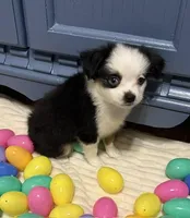 Roo, a female Toy Australian Shepherd for sale in Lubbock, TX – Photo 2 of 8