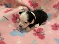 Roo, a female Toy Australian Shepherd for sale in Lubbock, TX – Photo 6 of 8
