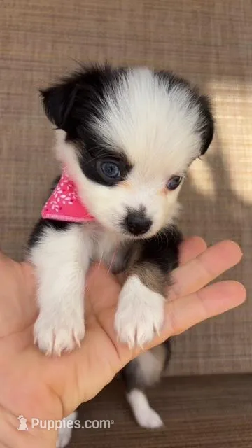 Roo – Toy Australian Shepherd puppy for sale in Lubbock, TX