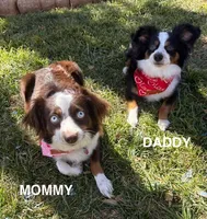 Roo, a female Toy Australian Shepherd for sale in Lubbock, TX – Photo 8 of 8