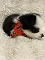 Roo, a female Toy Australian Shepherd for sale in Lubbock, TX – Photo 3 of 8