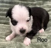 Roo, a female Toy Australian Shepherd for sale in Lubbock, TX – Photo 5 of 8