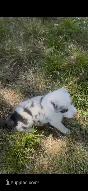 Julie – Border Collie puppy for sale in Mountain Home, TX