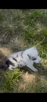 Julie, a female Border Collie for sale in Mountain Home, TX – 1 of 8