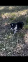 Buster, a male Border Collie for sale in Mountain Home, TX – 3 of 9