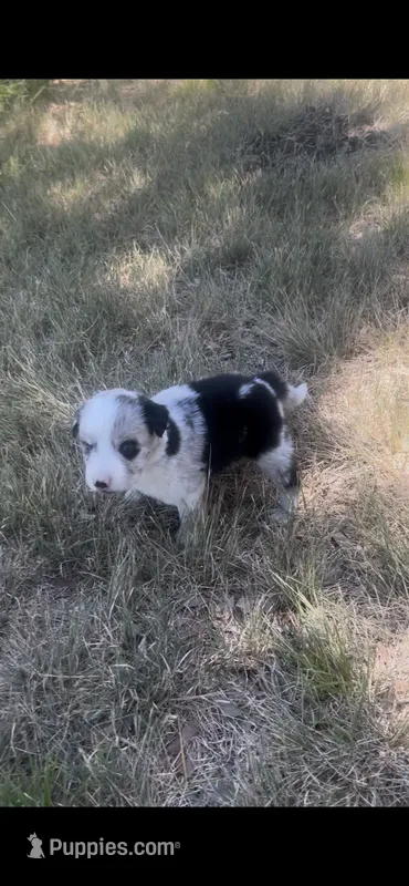Sally – Border Collie puppy for sale in Mountain Home, TX