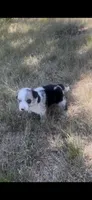 Sally, a female Border Collie for sale in Mountain Home, TX – 1 of 10