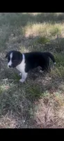 Buster, a male Border Collie for sale in Mountain Home, TX – 9 of 9