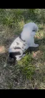 Julie, a female Border Collie for sale in Mountain Home, TX – 4 of 8