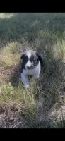 Buster, a male Border Collie for sale in Mountain Home, TX – 2 of 9