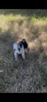 Sally, a female Border Collie for sale in Mountain Home, TX – 3 of 10