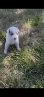 Julie, a female Border Collie for sale in Mountain Home, TX – 5 of 8