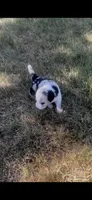 Sally, a female Border Collie for sale in Mountain Home, TX – 6 of 10