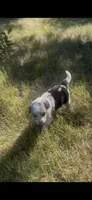 Sally, a female Border Collie for sale in Mountain Home, TX – 5 of 10