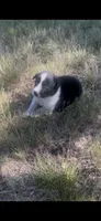 Buster, a male Border Collie for sale in Mountain Home, TX – 4 of 9