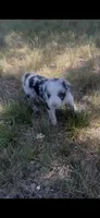 Jill, a female Border Collie for sale in Mountain Home, TX – 7 of 9