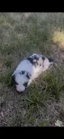 Jill, a female Border Collie for sale in Mountain Home, TX – 9 of 9