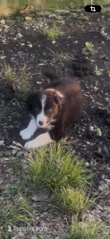 Jack – Border Collie puppy for sale in Mountain Home, TX