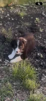 Jack, a male Border Collie for sale in Mountain Home, TX – 1 of 3