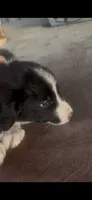 Jack, a male Border Collie for sale in Mountain Home, TX – 2 of 3