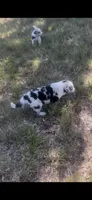 Jill, a female Border Collie for sale in Mountain Home, TX – 4 of 9