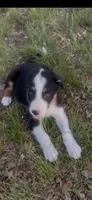 Levi, a male Border Collie for sale in Mountain Home, TX – 3 of 3