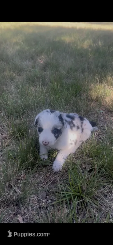 Jill – Border Collie puppy for sale in Mountain Home, TX