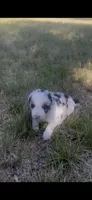 Jill, a female Border Collie for sale in Mountain Home, TX – 1 of 9