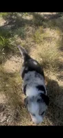 Sally, a female Border Collie for sale in Mountain Home, TX – 9 of 10