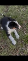 Levi, a male Border Collie for sale in Mountain Home, TX – 2 of 3