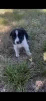 Buster, a male Border Collie for sale in Mountain Home, TX – 7 of 9