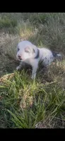 Julie, a female Border Collie for sale in Mountain Home, TX – 3 of 8