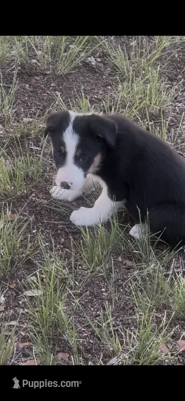 Levi – Border Collie puppy for sale in Mountain Home, TX