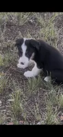 Levi, a male Border Collie for sale in Mountain Home, TX – 1 of 3